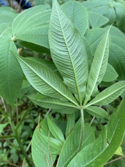 Cleome magnifica
