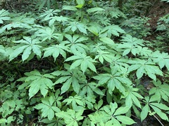 Cleome magnifica