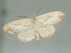 Scopula loxosema