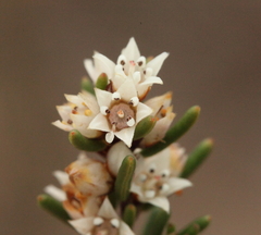 Cryptandra myriantha