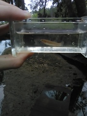 Fundulus confluentus