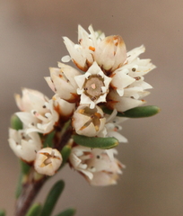 Cryptandra myriantha