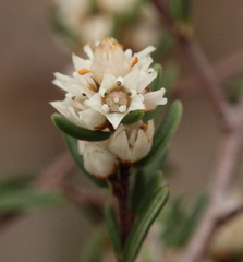 Cryptandra myriantha