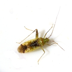 Phytocoris tibialis