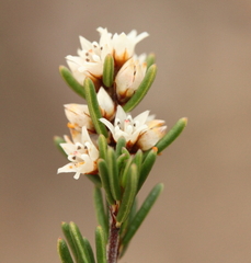 Cryptandra myriantha