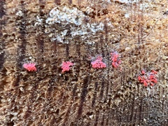 Tulasnella aurantiaca