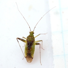 Phytocoris tibialis
