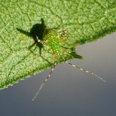 Phytocoris tibialis