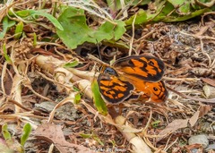 Heteronympha penelope