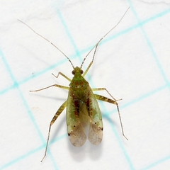 Phytocoris tibialis