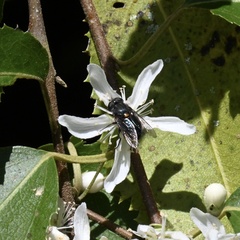 Helophilus hochstetteri