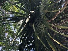Pandanus tectorius