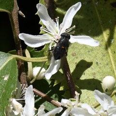 Helophilus hochstetteri