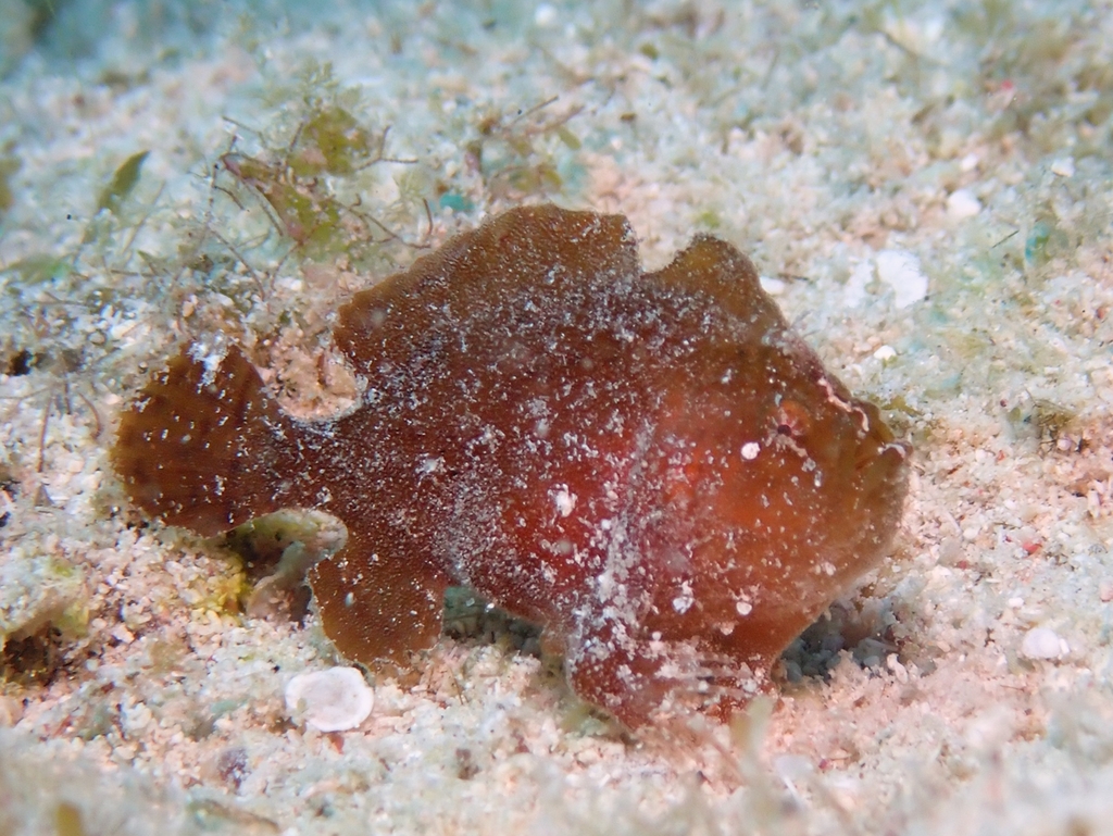 Dwarf Frogfish (Antennarius pauciradiatus) — Antennariidae