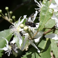 Helophilus hochstetteri