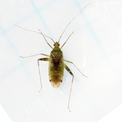 Phytocoris tibialis