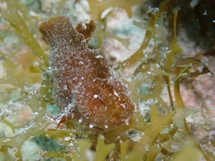 Antennarius pauciradiatus