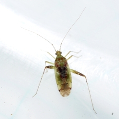 Phytocoris tibialis