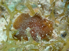 Antennarius pauciradiatus