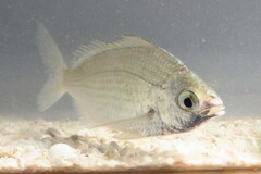 Eucinostomus gula