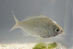 Eucinostomus gula