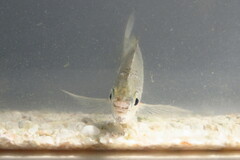 Eucinostomus gula