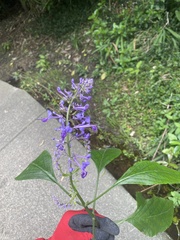 Plectranthus