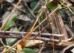 Mecistogaster ornata