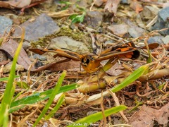 Heteronympha penelope