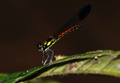 Sundacypha petiolata