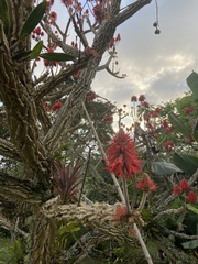 Erythrina abyssinica