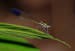 Sundacypha petiolata