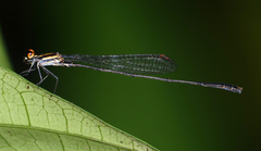Elattoneura analis