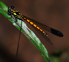 Sundacypha petiolata