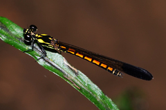 Sundacypha petiolata