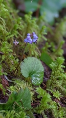 Veronica regina-nivalis