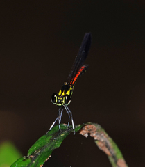 Sundacypha petiolata