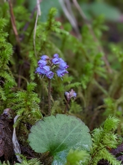 Veronica regina-nivalis