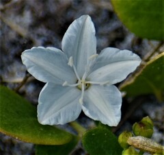 Jacquemontia reclinata