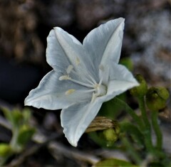 Jacquemontia reclinata