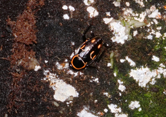 Sundablatta pulcherrima