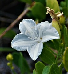 Jacquemontia reclinata