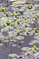 Ludwigia sedoides
