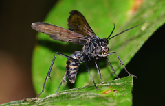 Pompiloidea