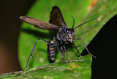 Pompiloidea