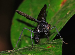 Pompiloidea