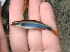 Pteronotropis metallicus