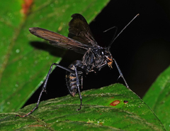 Pompiloidea
