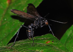 Pompiloidea