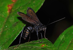 Pompiloidea